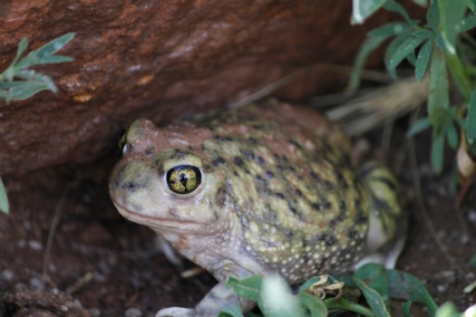 best online poster prints - Toad - _MG_5573_1.jpg
