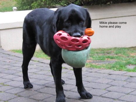 make poster from jpg - Black Dog - arnietoys.bmp