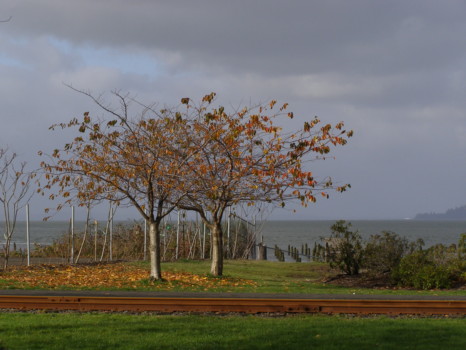 print a poster - Trees - PB270183.jpg