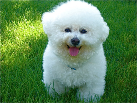 poster size photos duplication - White Dog - suhdi_buddy_3.jpg