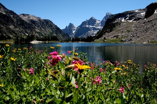 print a poster - Flowers - IMG_9991.JPG.jpg