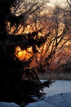 PHOTO - Trees - DSC_0562.jpg