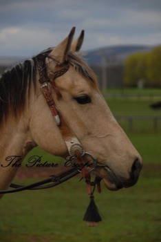 poster prints - Horse - DaiseyPrettyinBridle.jpg