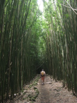 posterbrain - Forest - Maui-_2009_gwens_362.JPG.jpg