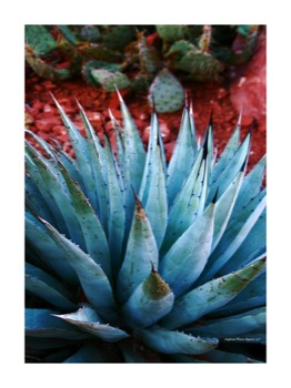 print a poster - Plant - Sedonablueagave18x24w3ibor500x.jpg