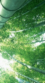 poster - Trees Sky Light Poles - FarRight.jpg