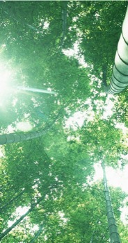 poster - Trees Sky Light Poles - Middle.jpg