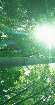 poster - Light Green Trees Leaves - FarLeft.jpg