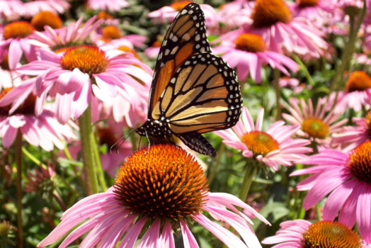 posterbrain - Pink Flowers - Butterfly_14X6_1.jpg