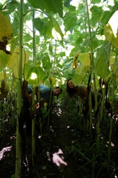 poster -  - IMG_0235.jpg