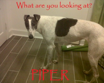 make a poster out of a picture -  - PIPERfinal.jpg