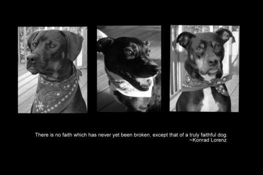 print a poster - Dog Pictures - DOGS3_2.jpg