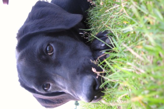 print a poster - Black Dog - loki2b.jpg