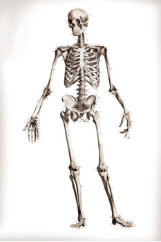 print a poster - Skeleton - Skeleton_poster_24x36.tif