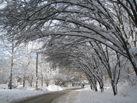 print a poster - Trees - snow_1.jpg