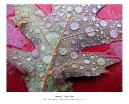 print a poster - Leaf - AfterTheFall_24x30.tif