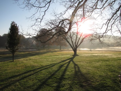 mss - Trees - gallery430.jpg