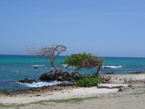 turn photos into posters - Tree - DSC04953.jpg