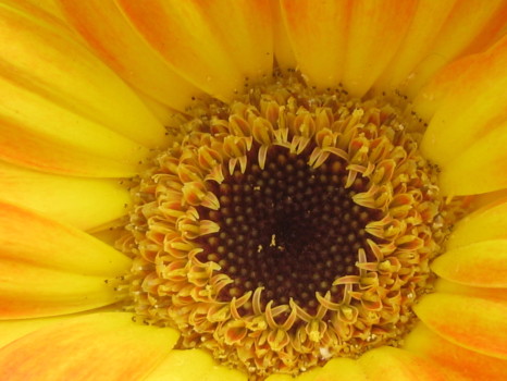 posters - Yellow Flower - Yellow_Flower_Macro.jpg