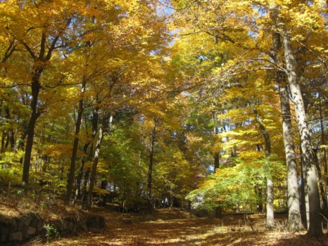 posters - Fall Trees - rockafeller_Preserve.jpg