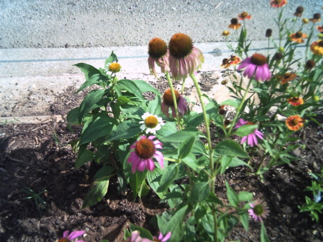 poster brain - Flowers - Erin_4.jpg