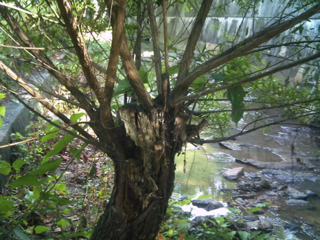 poster brain - Tree - Max_2.jpg